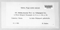Meliola bicornis image